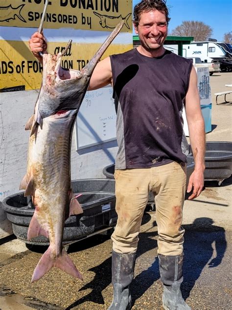 are paddlefish good to eat similar to walleye
